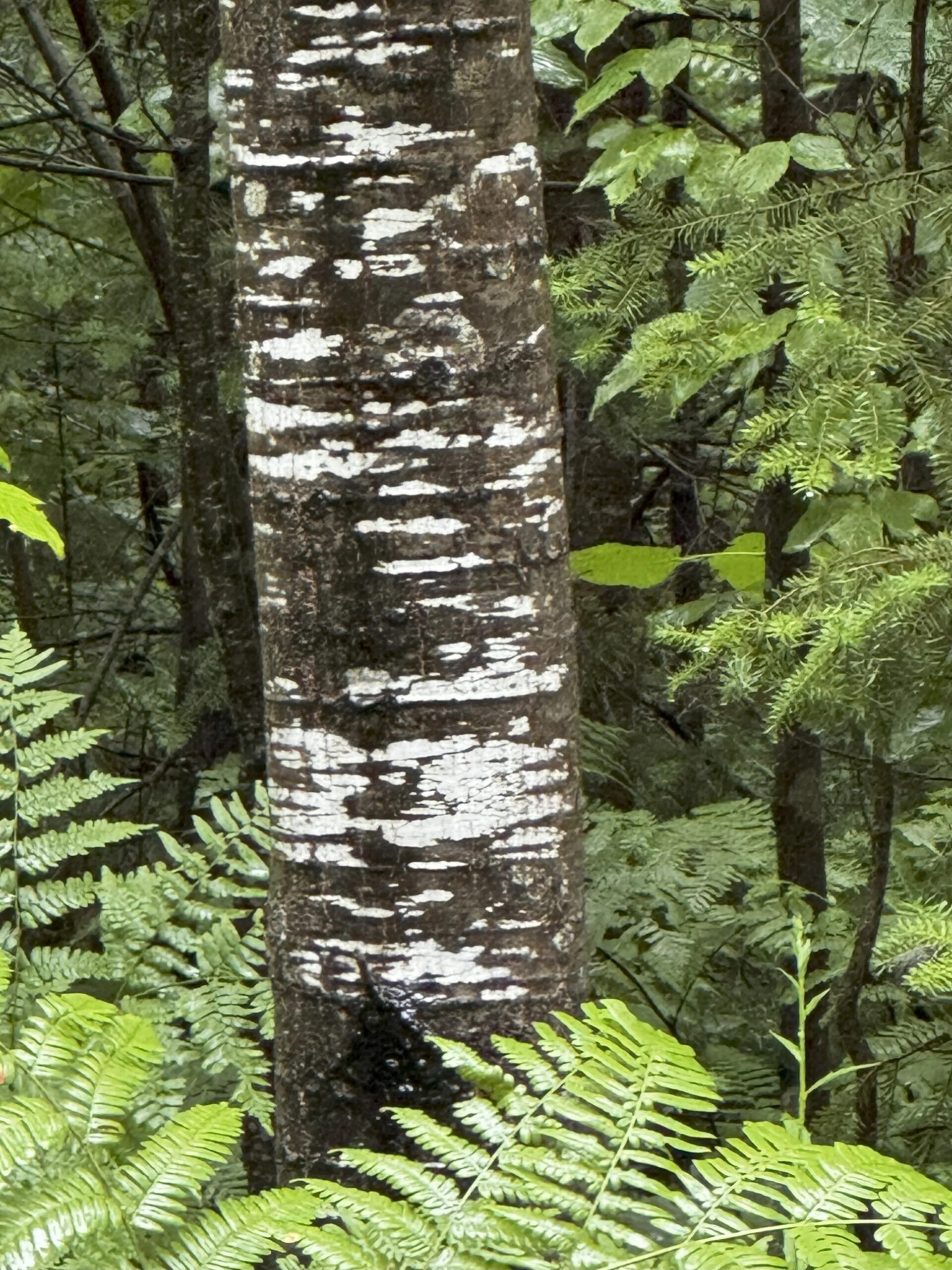 tree bark
