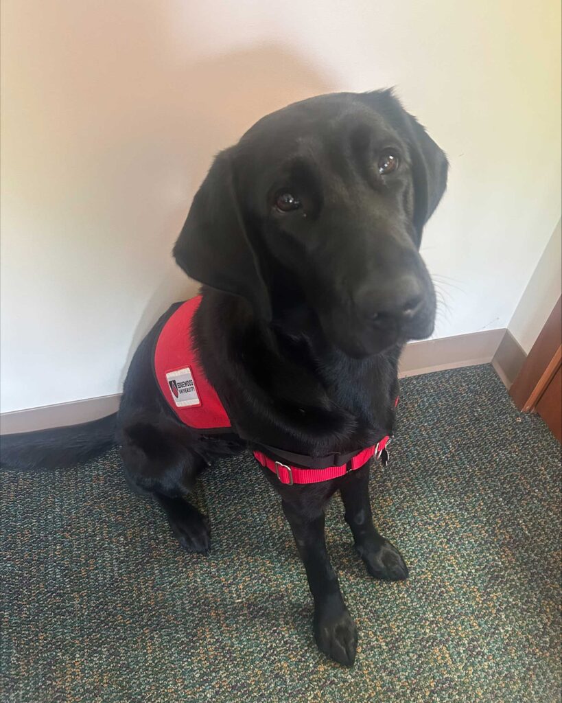 A picture of Irie, a black labrador retriever and a new colleague in the Child Life program.