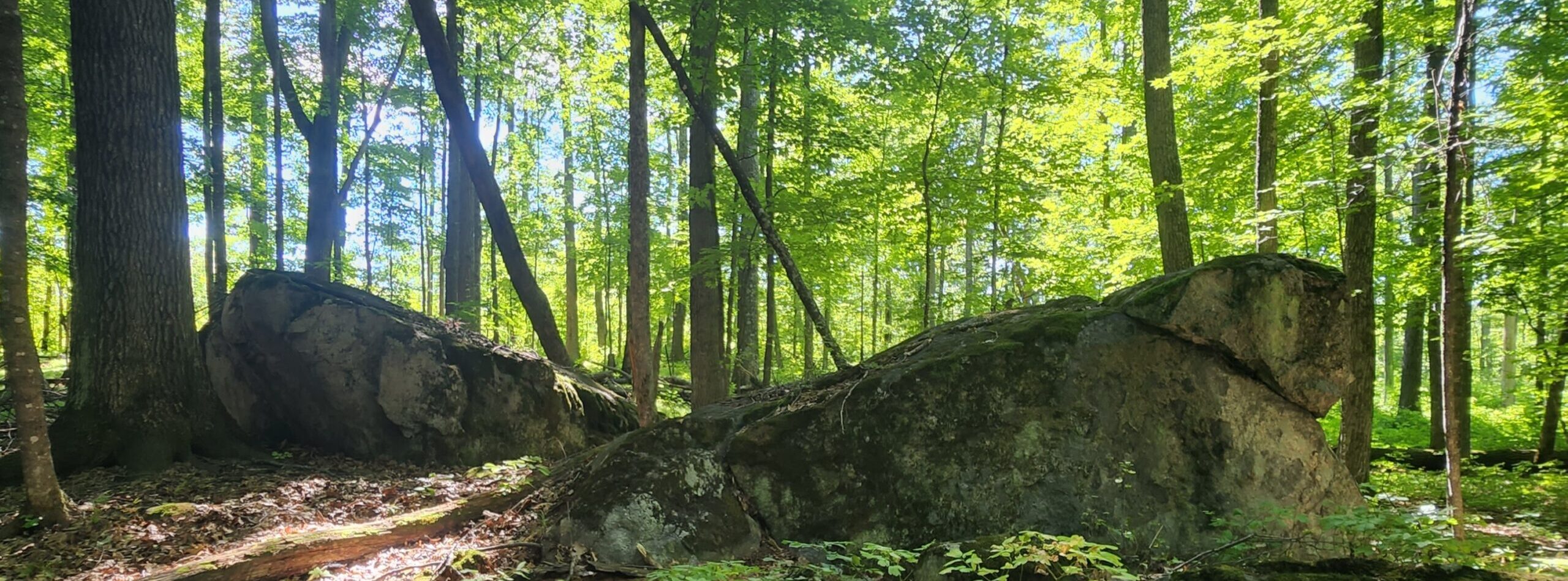 forest with rocks and green trees